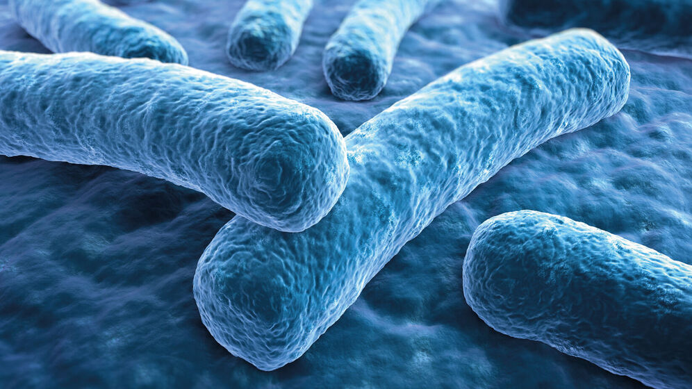 The Legionella pneumophila bacterium in an enlarged view